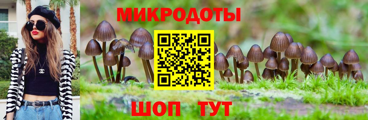 Галлюциногенные грибы Psilocybe Люберцы